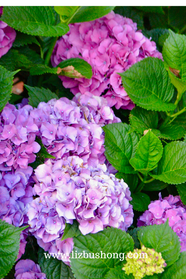 DIY Blooming Hydrangea Bouquet lizbushong.com