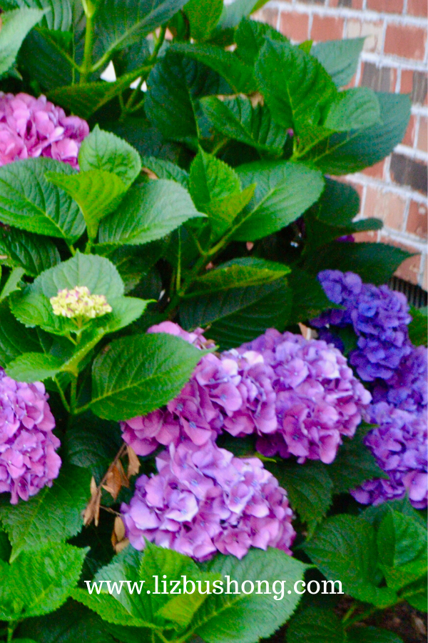 DIY Blooming Hydrangea Bouquet lizbushong.com