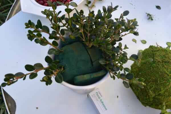 How to make cranberry  and boxwood topiary lizbushong.com