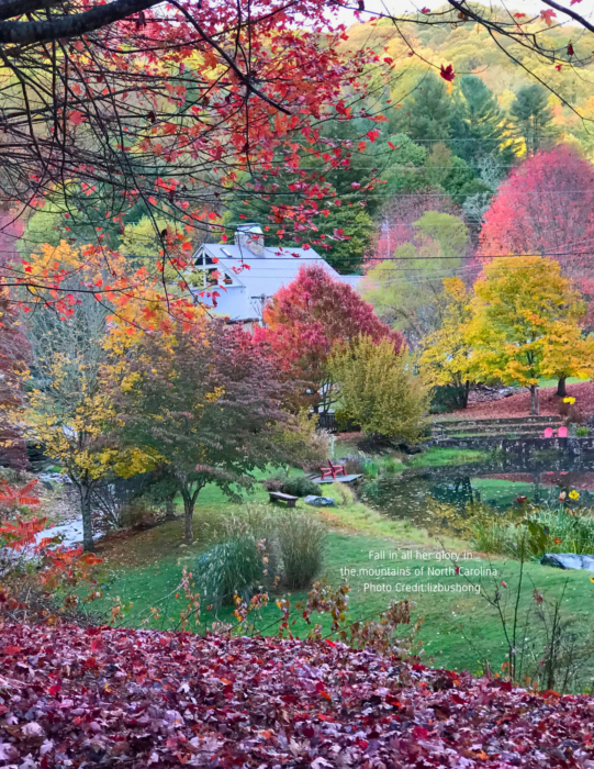 3 png wolf laurel photo All about the table fall 2025 lizbushong.com